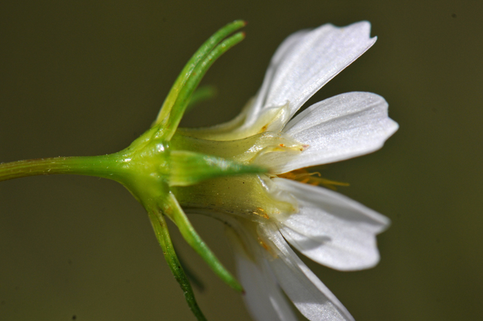Southwestern Cosmos, cross-section; note the receptacles are nearly flat and the outer part of the calyx is narrow, elongate and herbaceous. Cosmos parviflorus